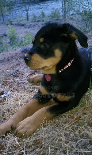 1+ year Male Purebred Rottweiler