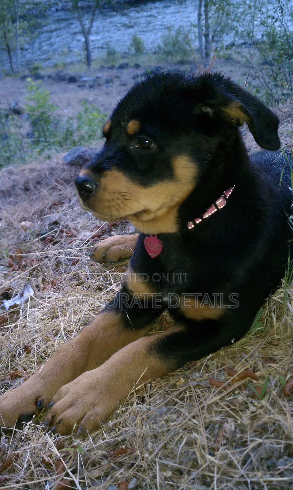 1+ year Male Purebred Rottweiler