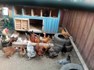 Fowls for Sale - Fulani, Local, Brahma