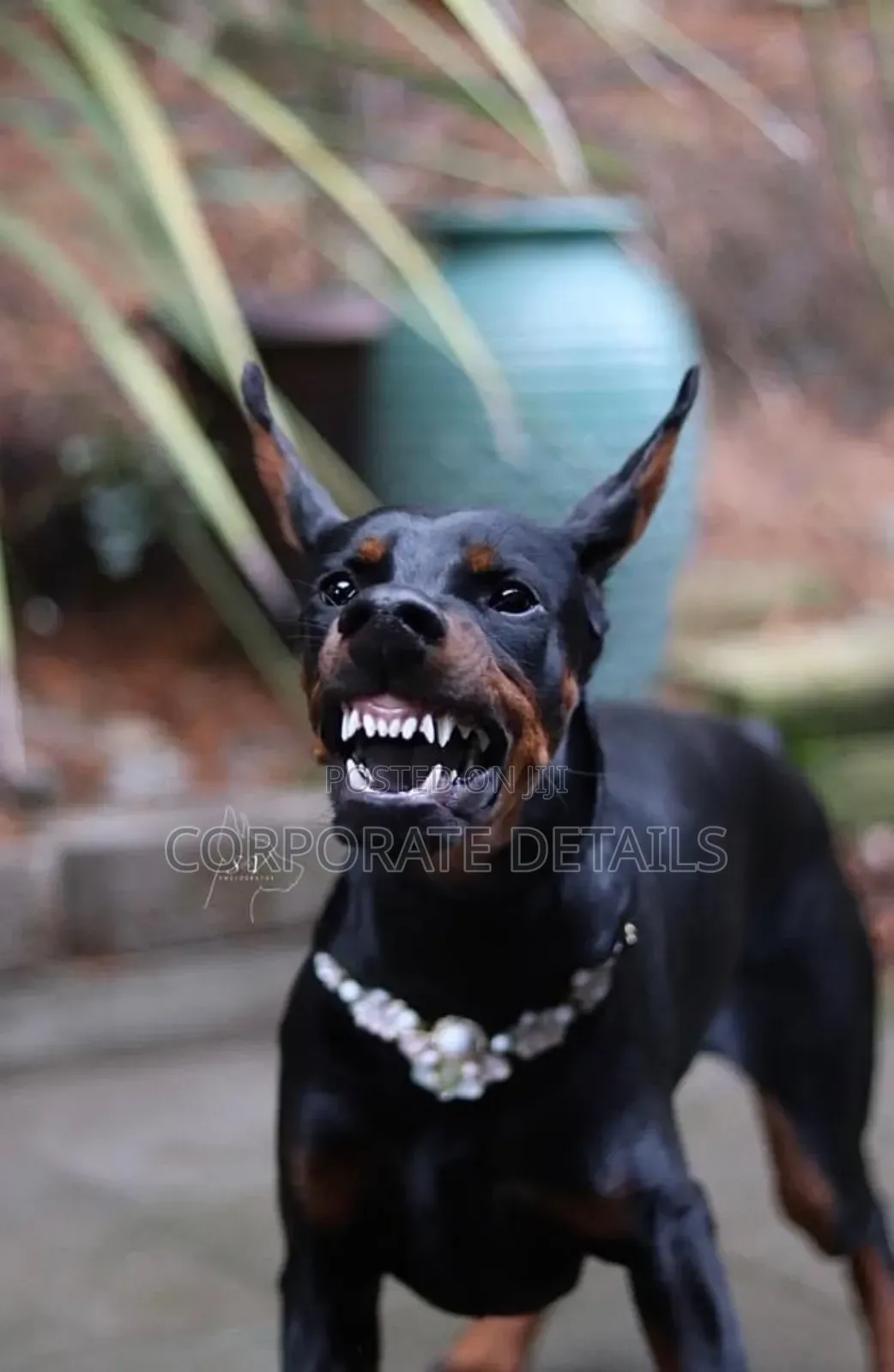 1+ year Male Purebred Doberman Pinscher