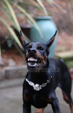 1+ year Male Purebred Doberman Pinscher
