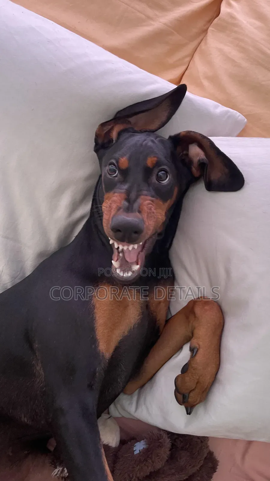 1+ year Male Purebred Doberman Pinscher
