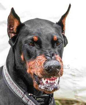 1+ year Male Purebred Doberman Pinscher