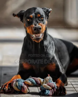 1+ year Male Purebred Doberman Pinscher