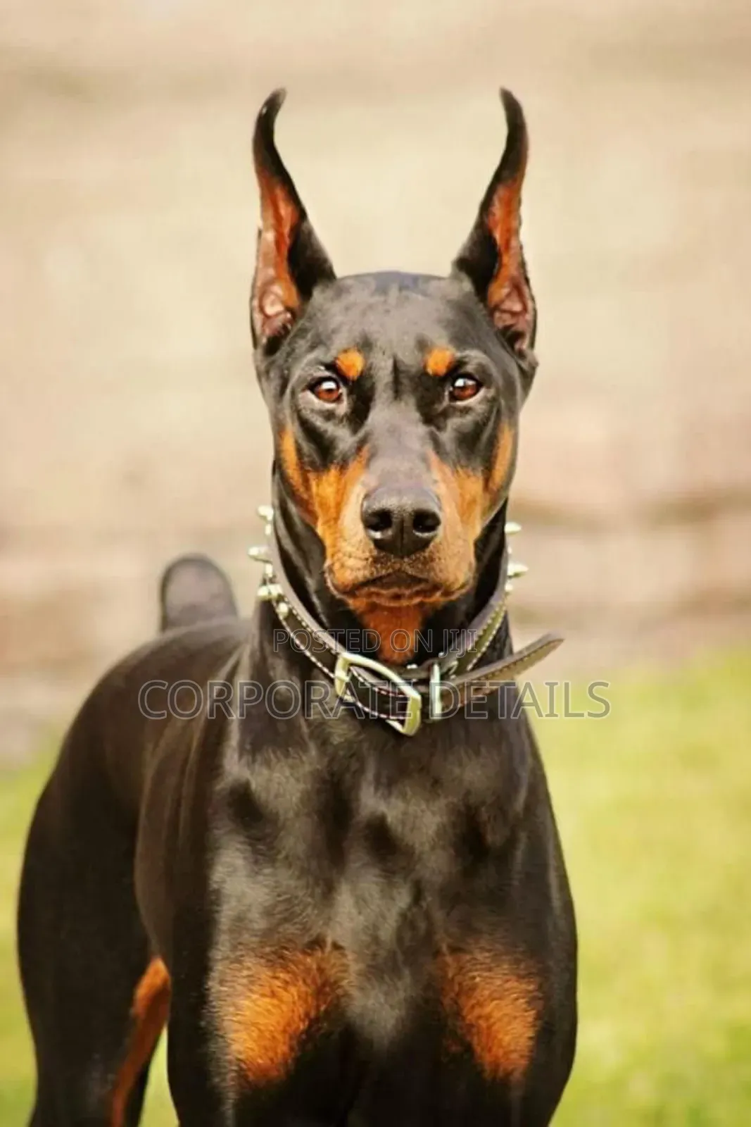 1+ year Male Purebred Doberman Pinscher
