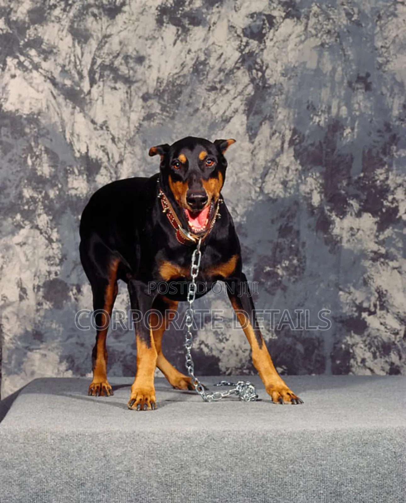1+ year Male Purebred Doberman Pinscher