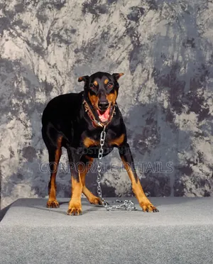 1+ year Male Purebred Doberman Pinscher