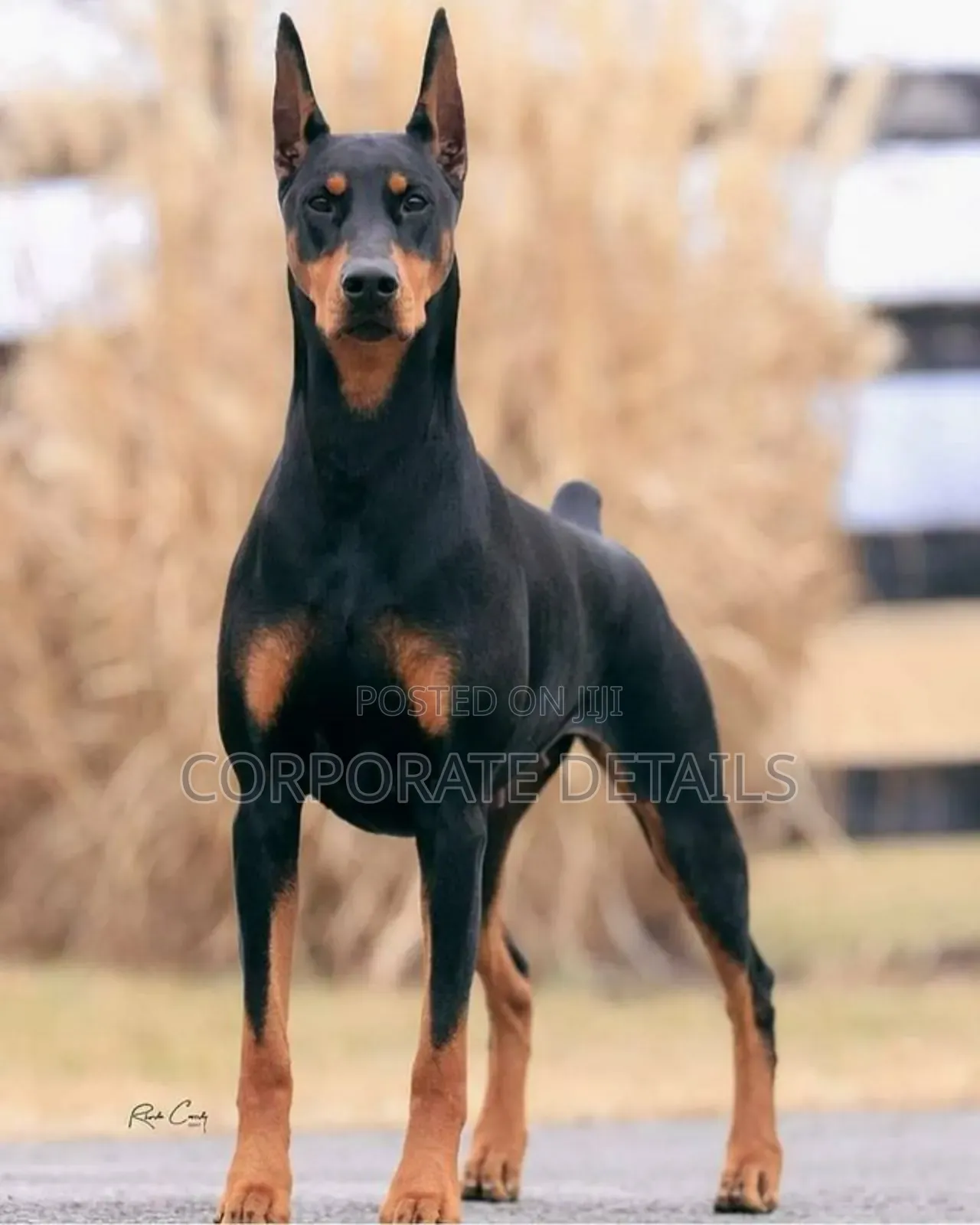 1+ year Male Purebred Doberman Pinscher
