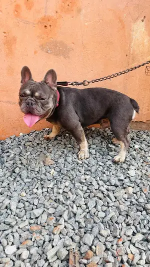 1+ year Male Purebred French Bulldog