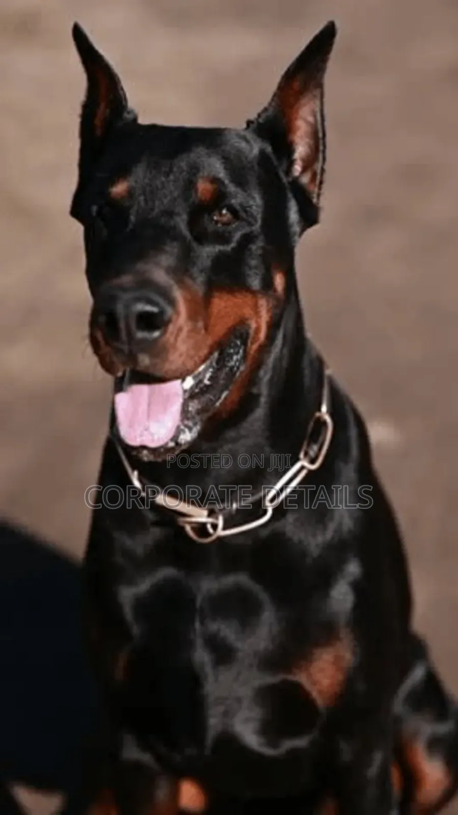 1+ year Male Purebred Doberman Pinscher