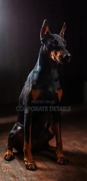 1+ year Male Purebred Doberman Pinscher