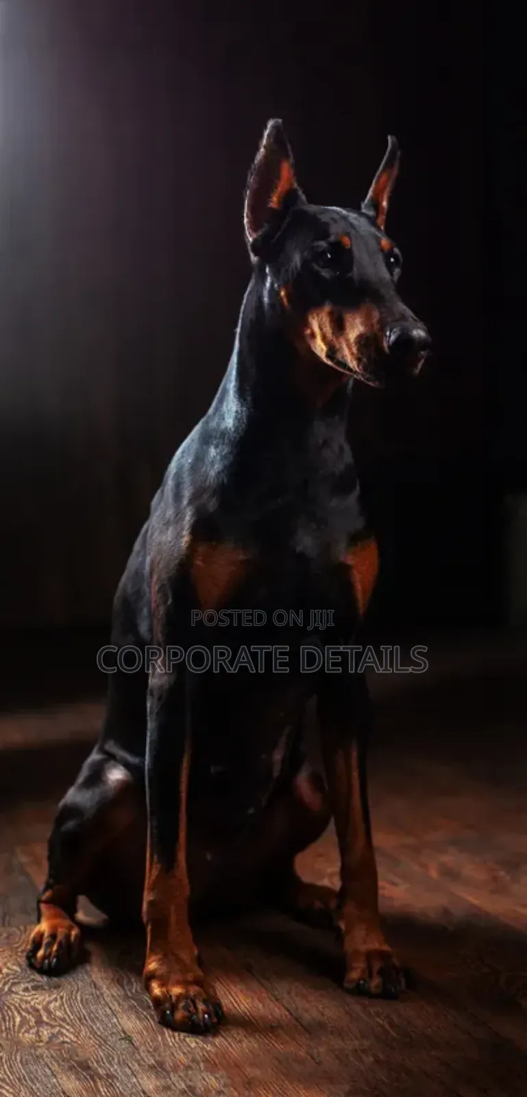 1+ year Male Purebred Doberman Pinscher