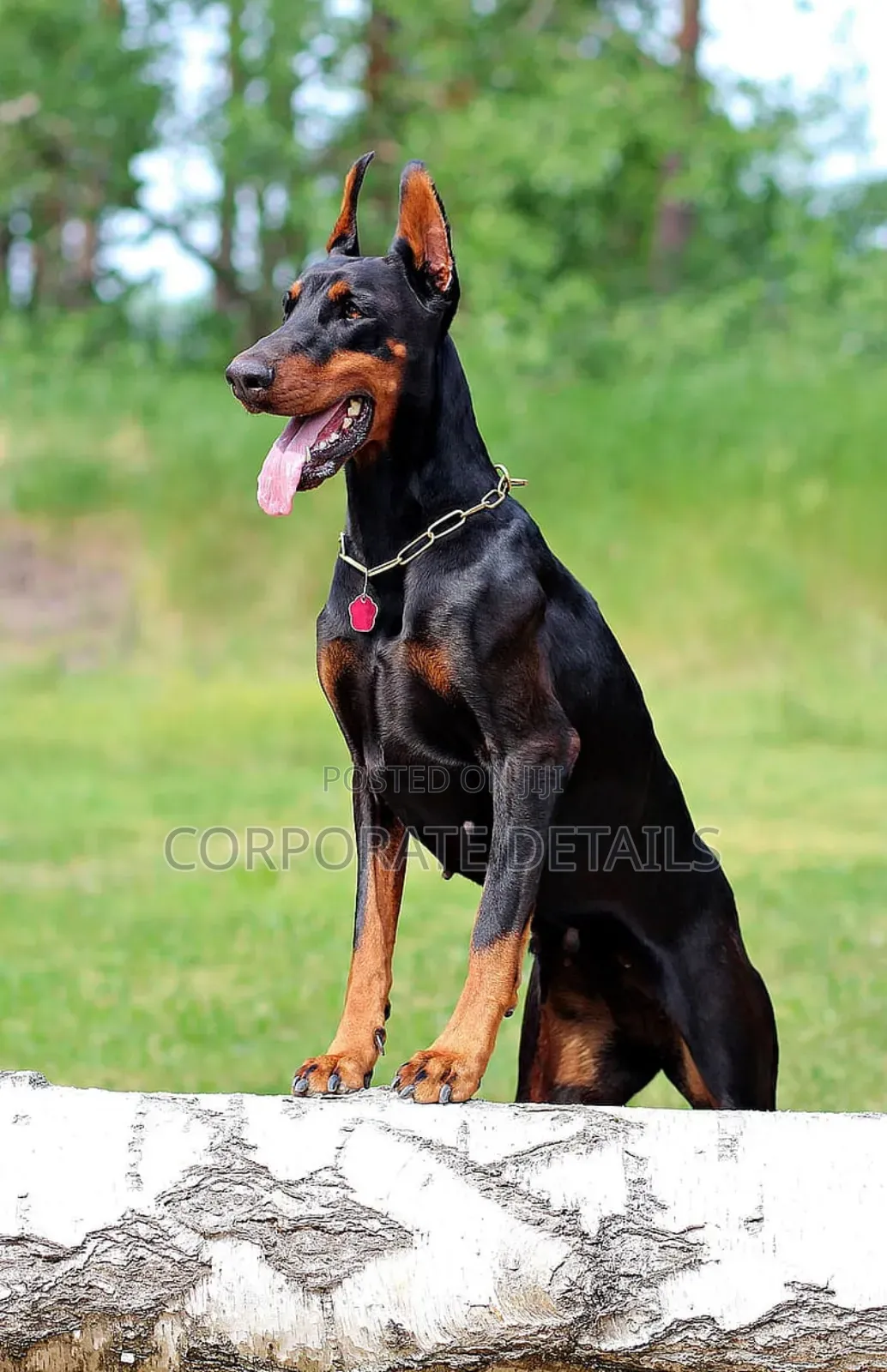 1+ year Male Purebred Doberman Pinscher