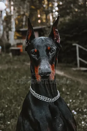 1+ year Male Purebred Doberman Pinscher