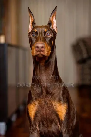1+ year Male Purebred Doberman Pinscher