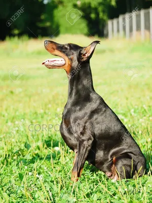 1+ year Male Purebred Doberman Pinscher