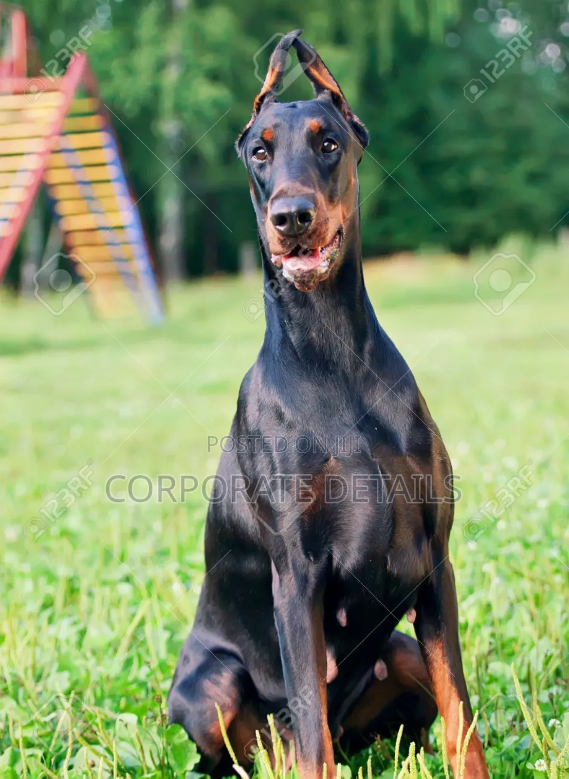 1+ year Male Purebred Doberman Pinscher