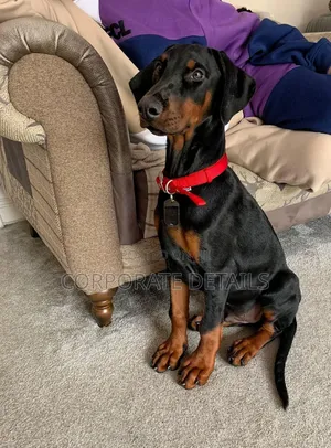 6-12 months Male Purebred Doberman Pinscher