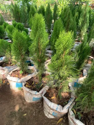 Thuja Tree (Christmas Tree)