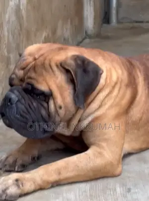 1+ year Male Purebred Bullmastiff
