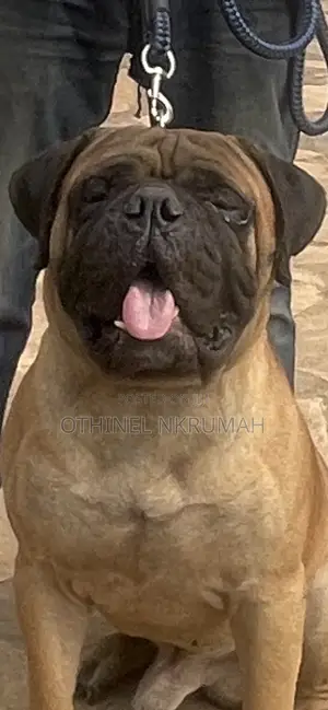 1+ year Male Purebred Bullmastiff