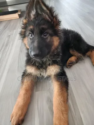 1-3 months Male Purebred German Shepherd