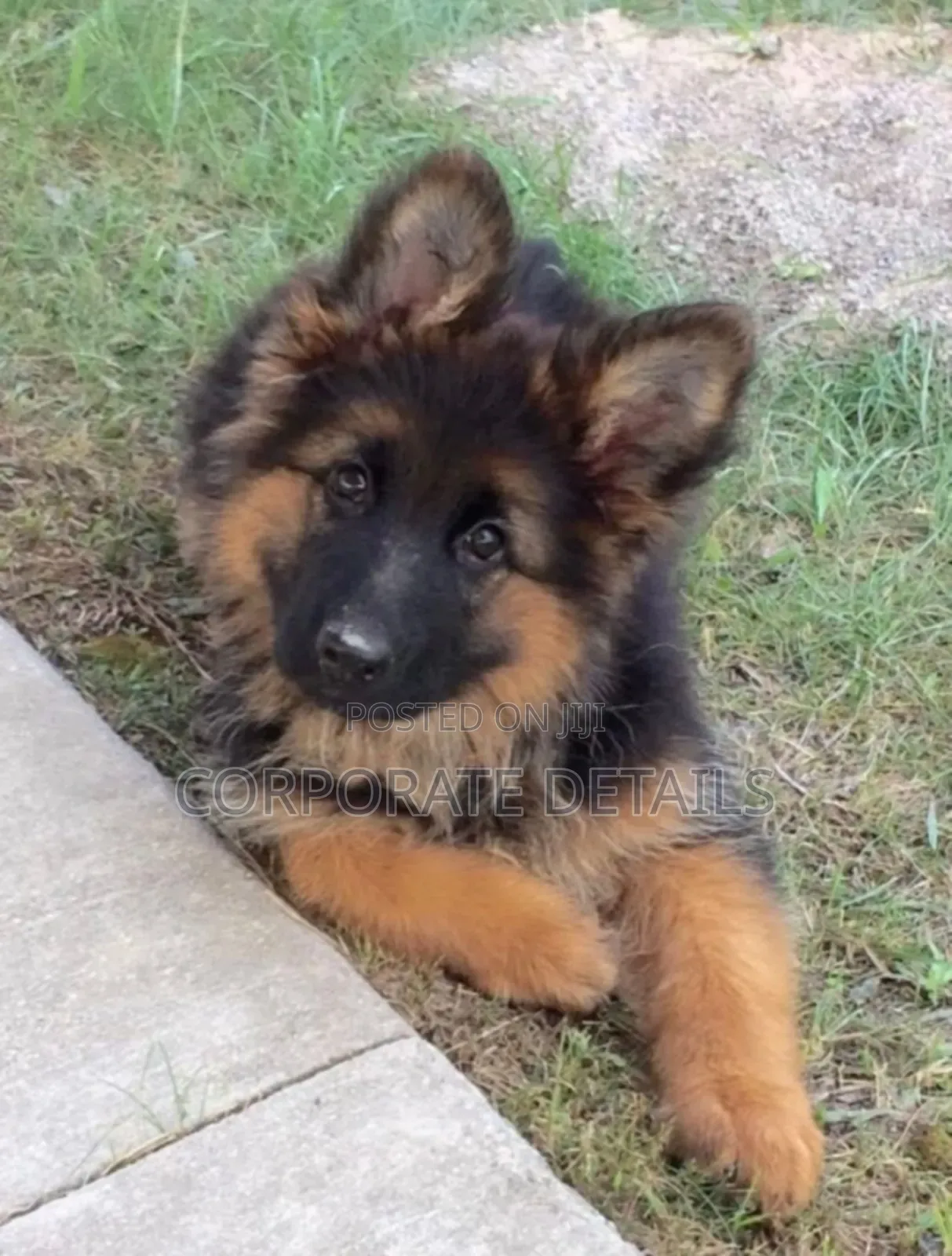 1-3 months Male Purebred German Shepherd