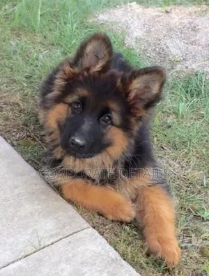 1-3 months Male Purebred German Shepherd
