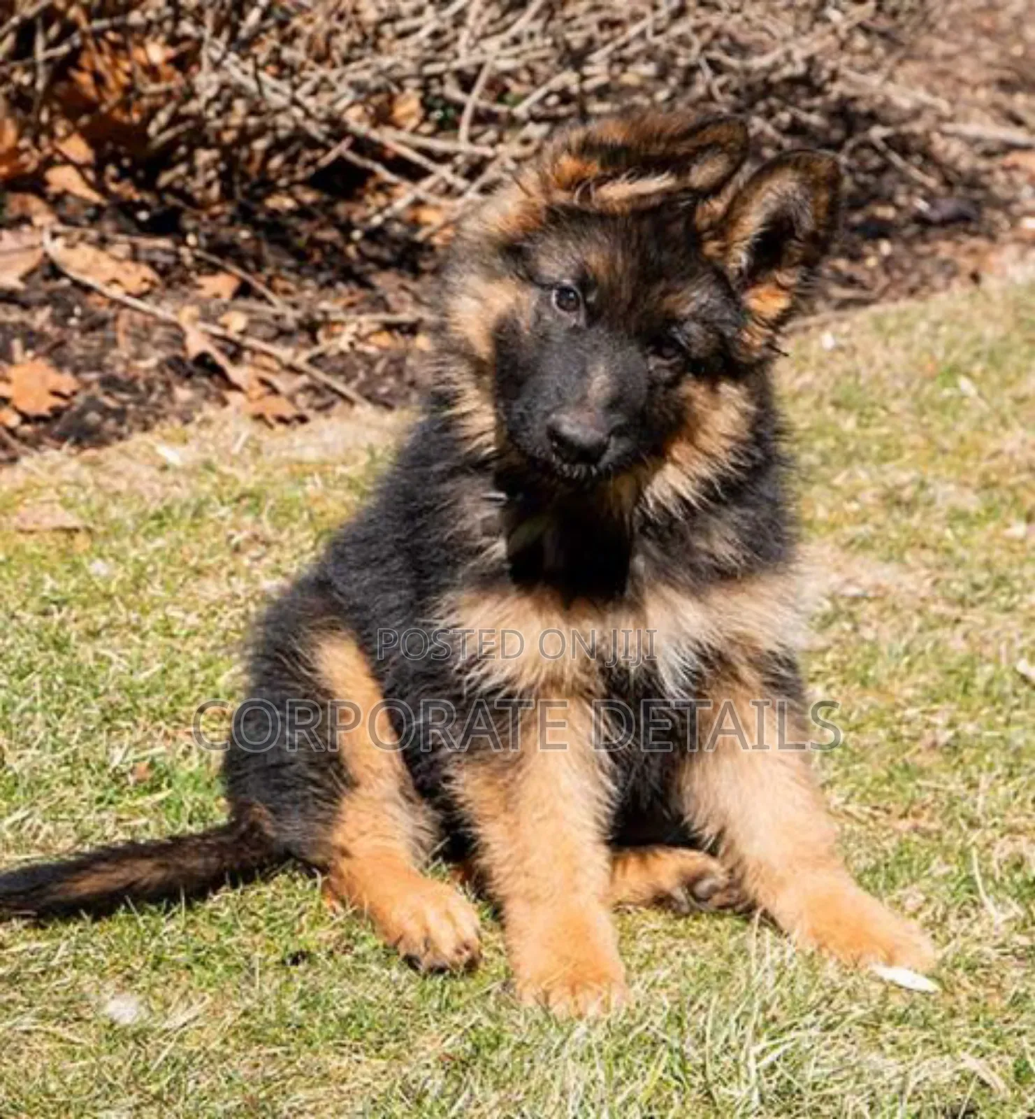 1-3 months Male Purebred German Shepherd