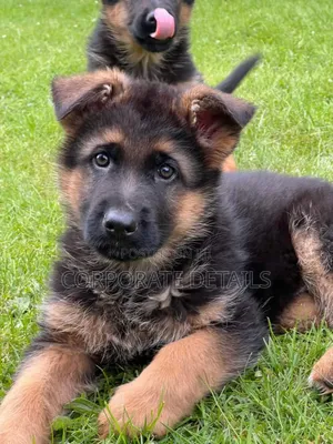 1-3 months Male Purebred German Shepherd