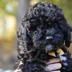 1-3 months Male Purebred Poodle
