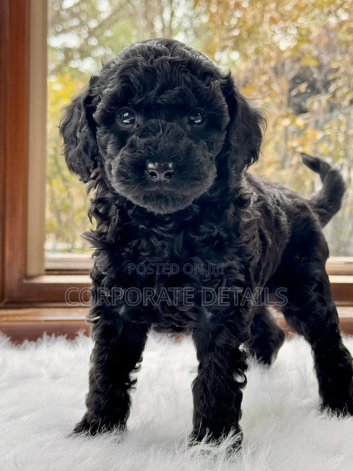 1-3 months Male Purebred Poodle