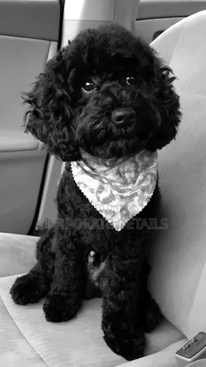 1-3 months Male Purebred Poodle