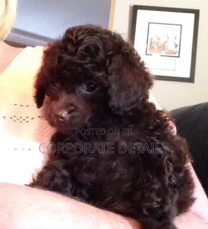 1-3 months Male Purebred Poodle
