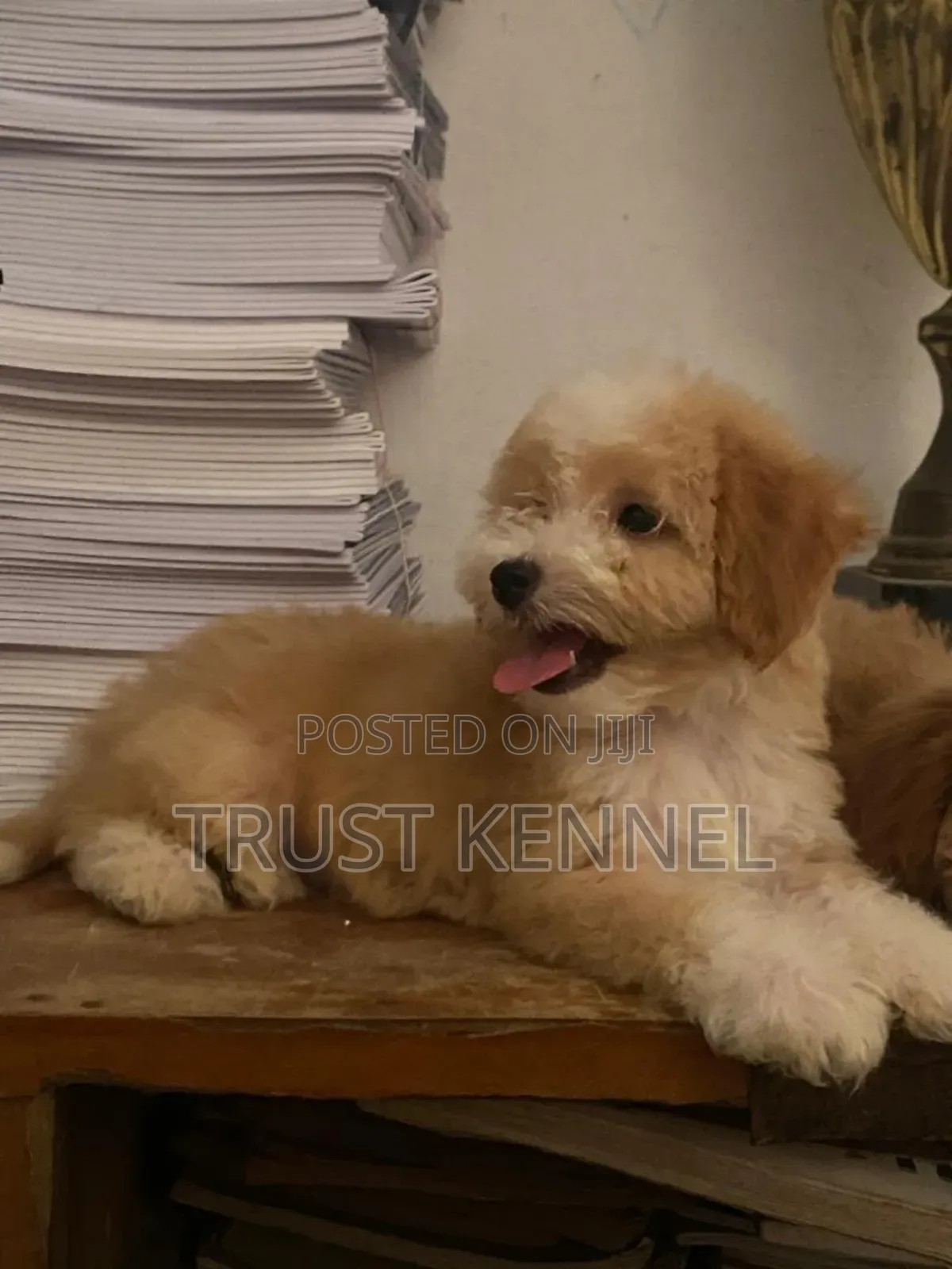 1-3 months Male Purebred Poodle