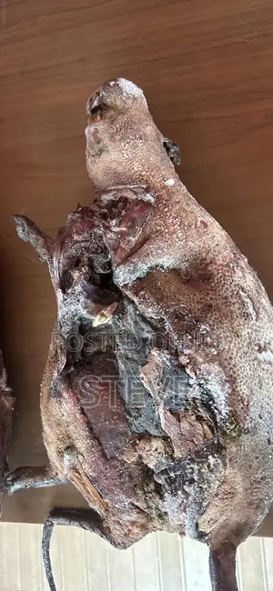 Bushmeat For Sale