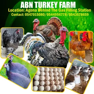 4 Weeks Hybrid Turkey Poults for Sale