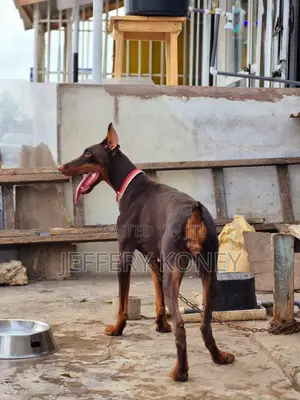 1+ year Female Purebred Doberman Pinscher