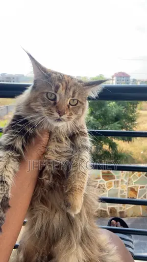 1+ year Female Purebred Maine Coon