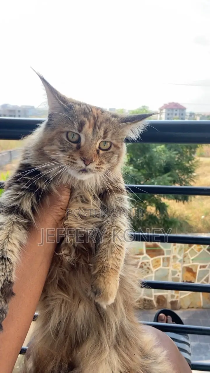 1+ year Female Purebred Maine Coon