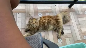 1+ year Female Purebred Maine Coon