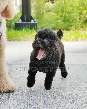 1-3 months Male Purebred Poodle