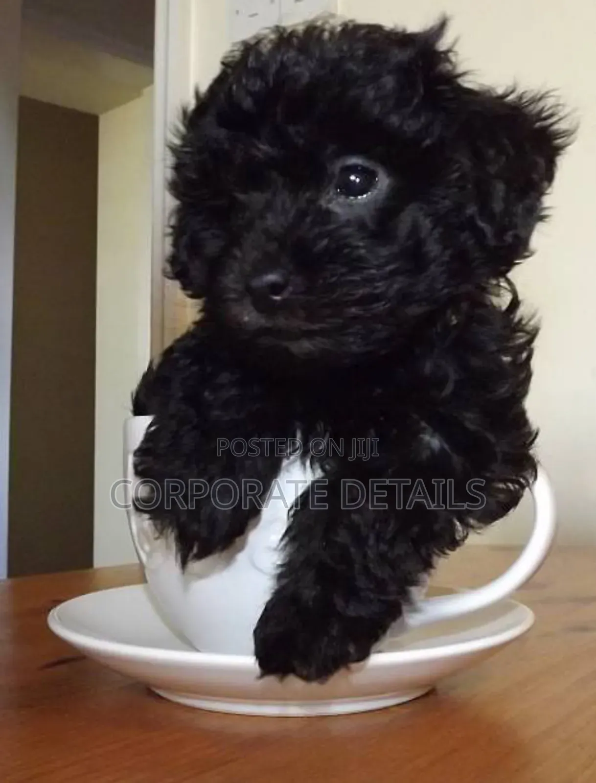 1-3 months Male Purebred Poodle