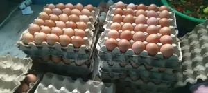 Fresh Organic Eggs