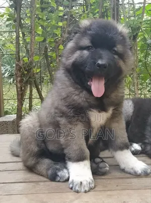 1-3 months Male Purebred Caucasian Shepherd
