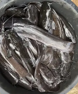 Fresh Catfish