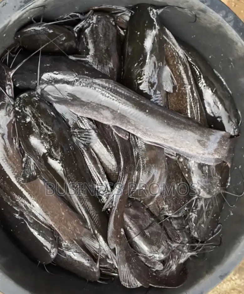 Fresh Catfish