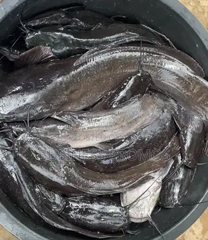 Fresh Catfish