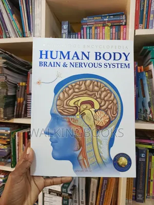 Human Body: Brain & Nervous System