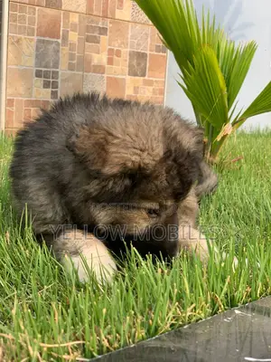 1-3 months Male Purebred Caucasian Shepherd
